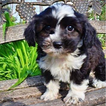 Olivia - Havapoo Female