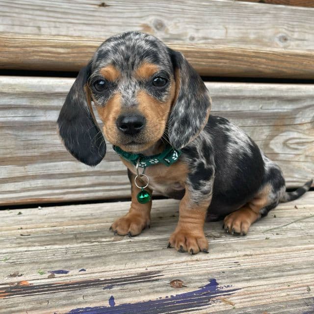 Luther - Dachshund Male