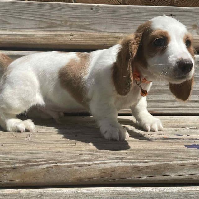 Zander - Dachshund Male