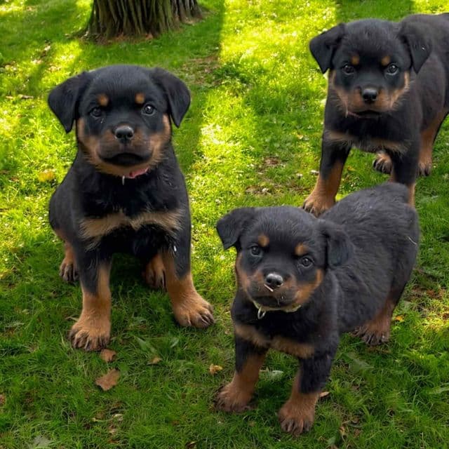 AKC Champion Bloodline Rottweilers - Rottweiler Female