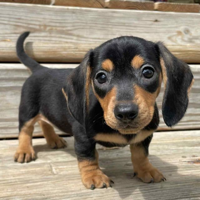 Tammy - Dachshund Female