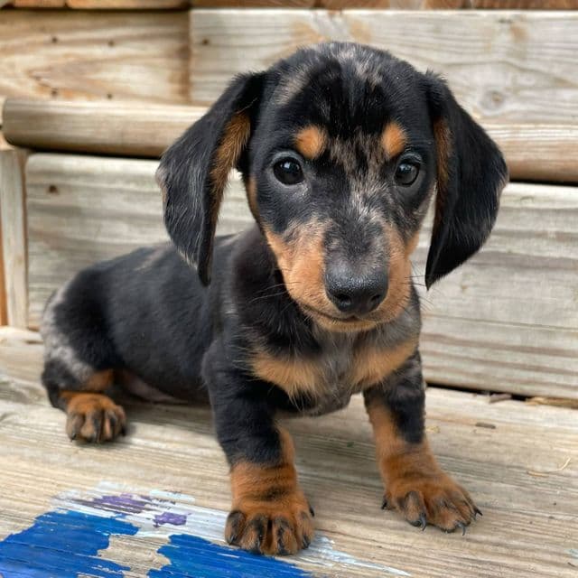 Brooks - Dachshund Male