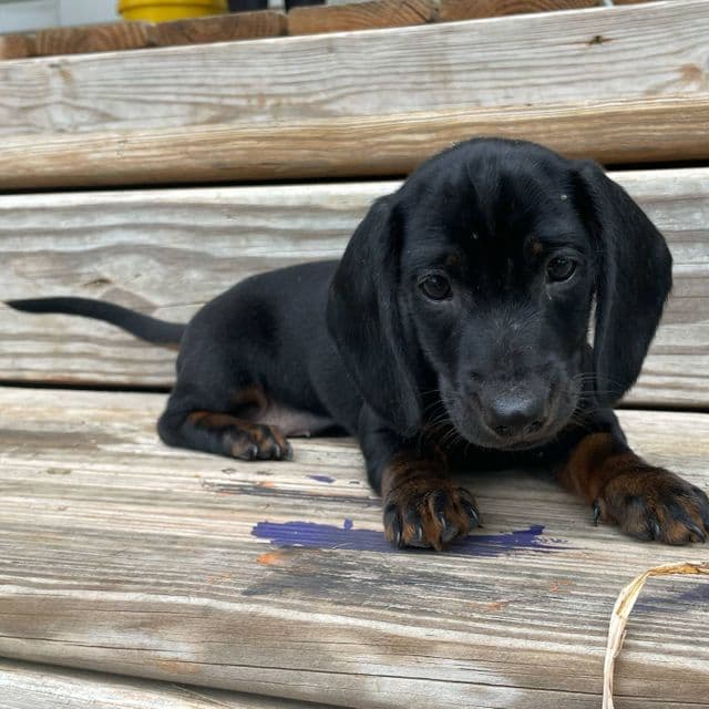 Carson - Dachshund Male