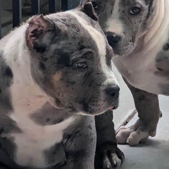TOBY - American Bully Male