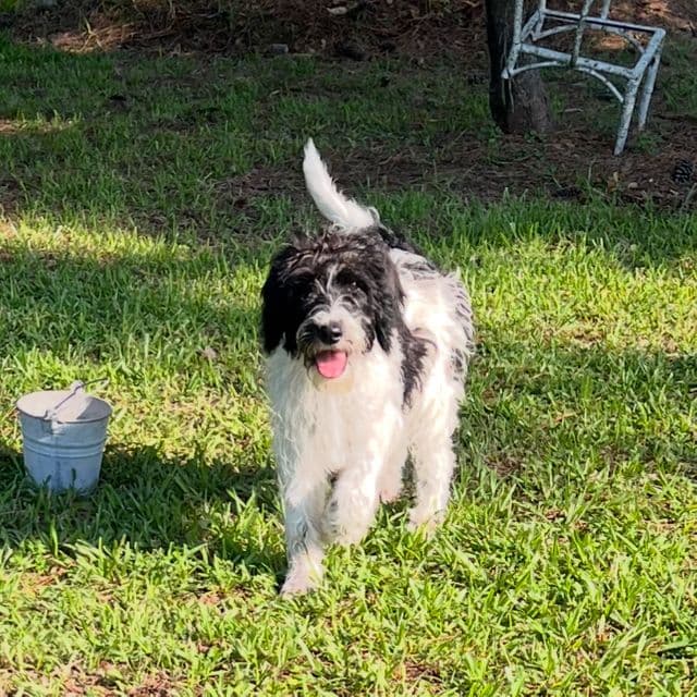 Kase - Labradoodle Male