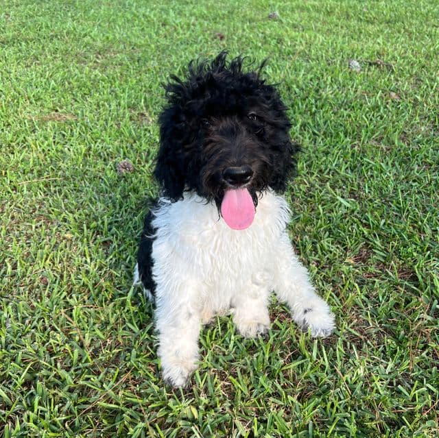 Grey - Labradoodle Male