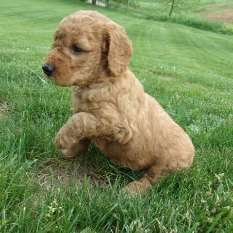 Maverick - Goldendoodle Male
