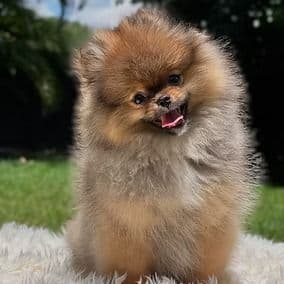 Nico - Teddy Bear Face - Pomeranian Male