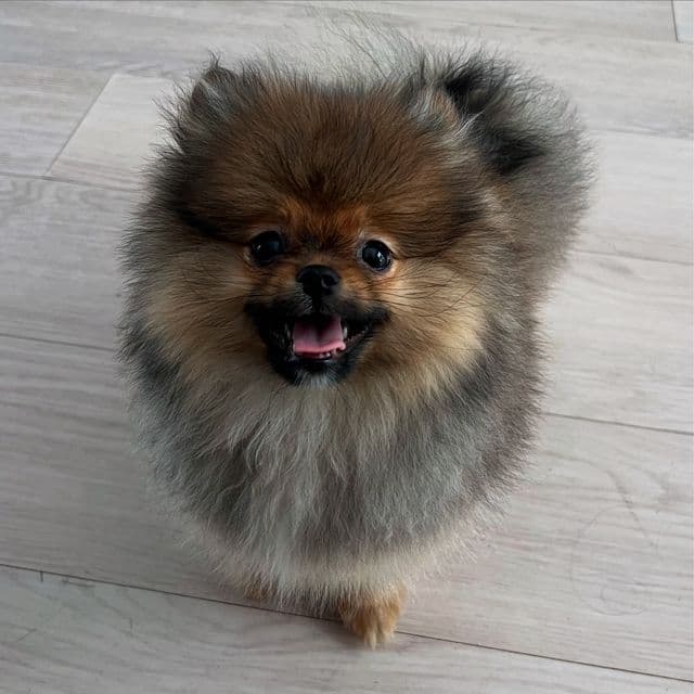NICO - Pomeranian Male