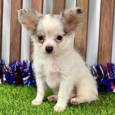 Luka - Chihuahua Male