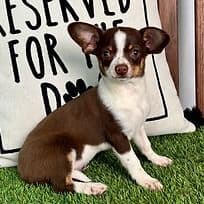 Lexi - Chihuahua Female