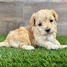 Mateo - Maltipoo Male