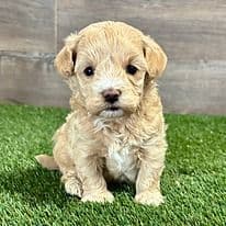 Max - Maltipoo Male