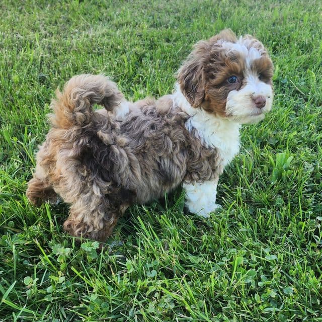 Sadie f1b - Bernedoodle Female