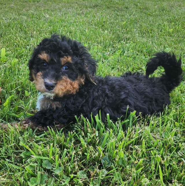 Mini f1b Tucker - Bernedoodle Male