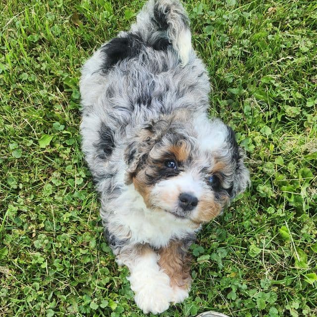Wade - Bernedoodle Male