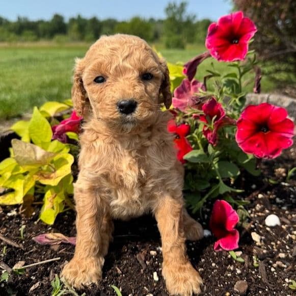 Teal Girl - F1B - Goldendoodle Female