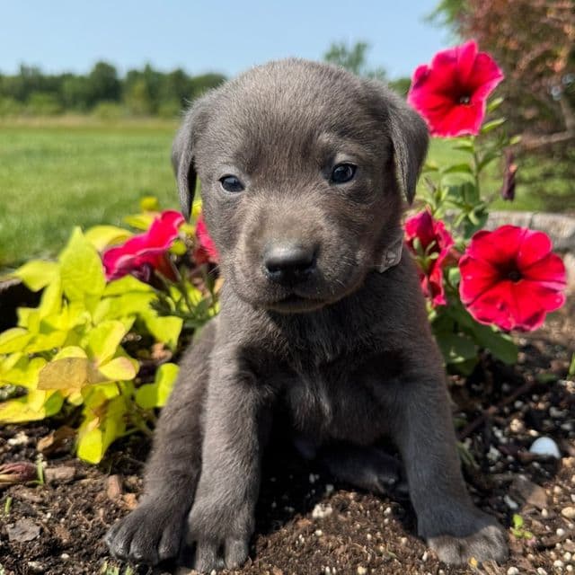 Grey Boy - Labrador Retriever Male