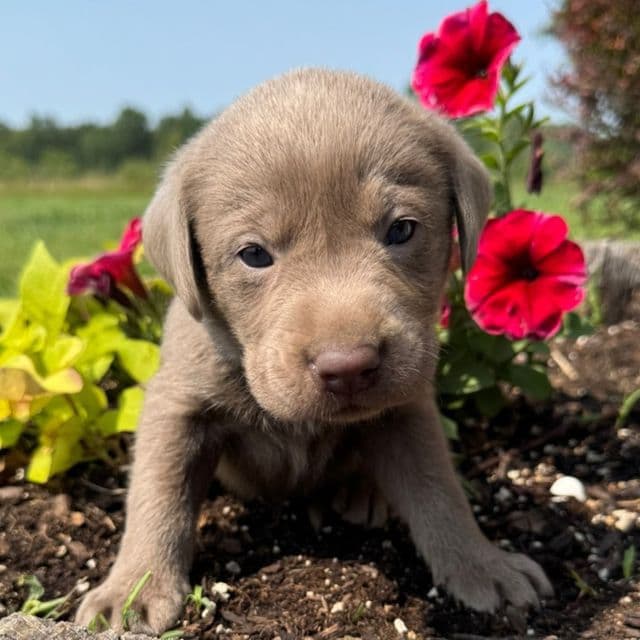 Blue Boy - Labrador Retriever Male