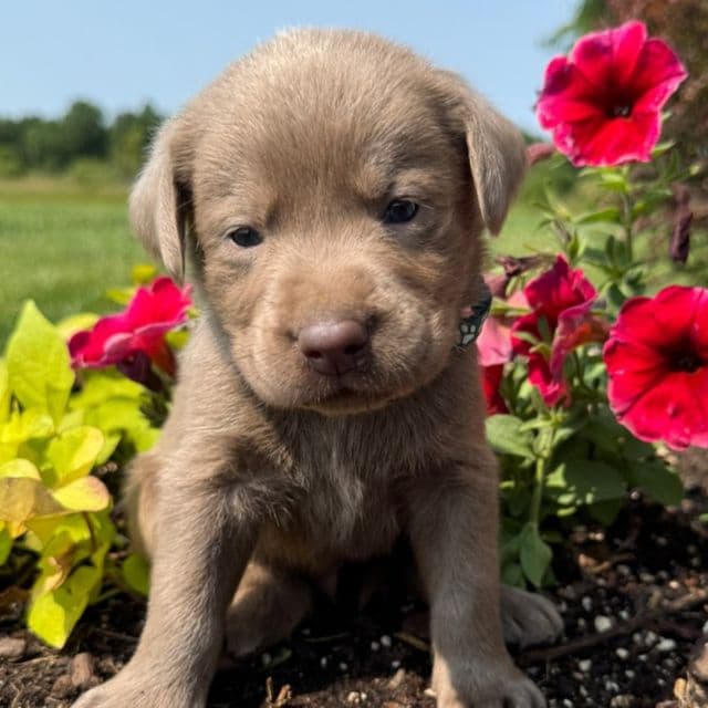Green Boy - Labrador Retriever Male