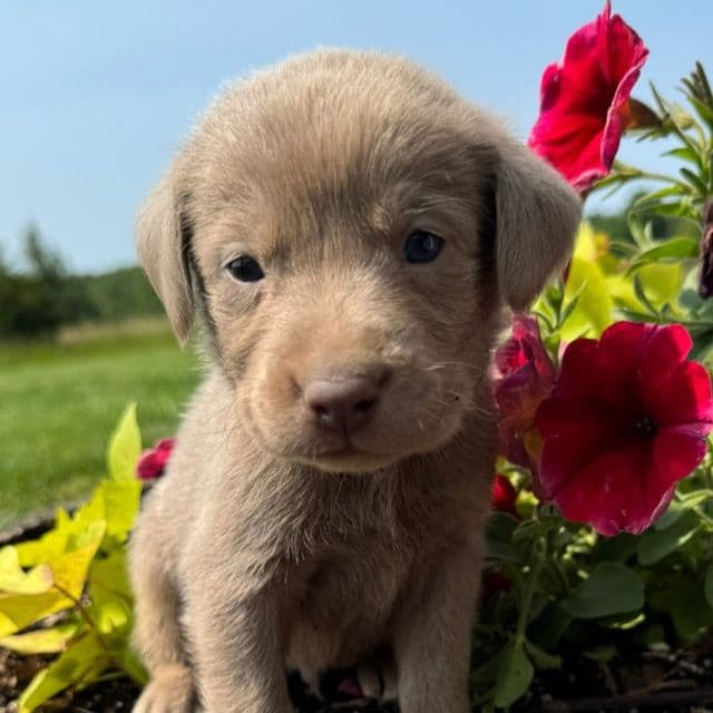 Brown Boy - Labrador Retriever Male