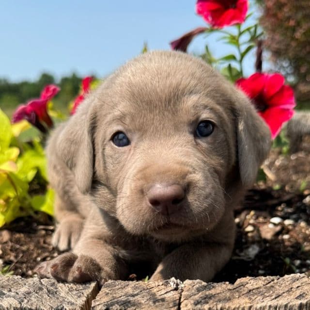 Tan Boy - Labrador Retriever Male