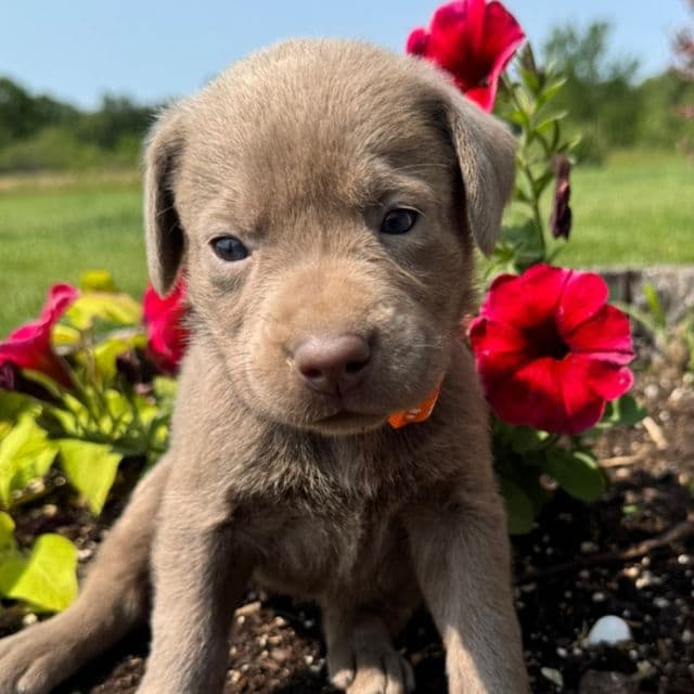 Orange Girl - Labrador Retriever Female