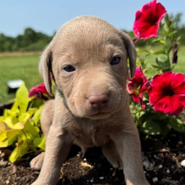 Light Green Boy - Labrador Retriever Male