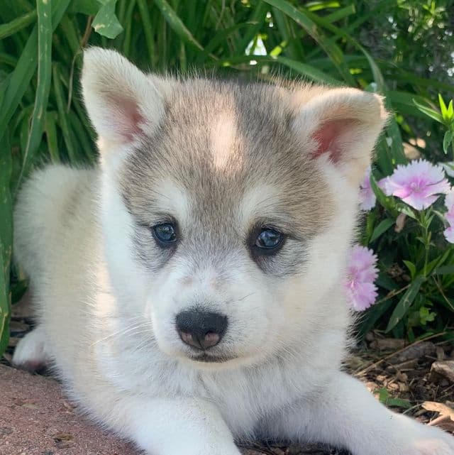 Lovely Little Lena~! - Alaskan Klee Kai Female