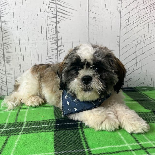 Simba - Shih Tzu Male