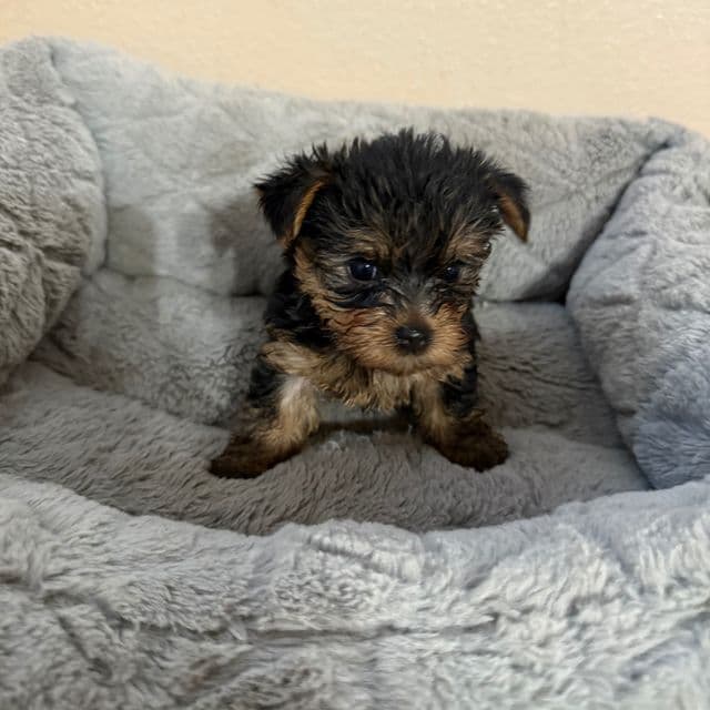 Puppy 1 - Yorkshire Terrier Male