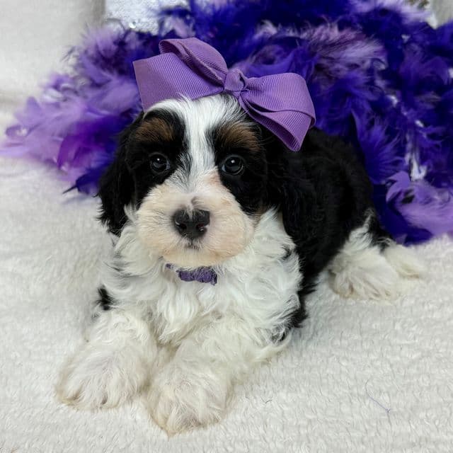 Elsa Purple Girl - Bernedoodle Female