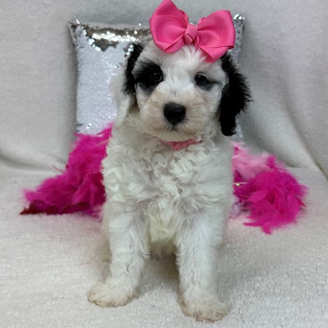 Elsa Pink Girl - Bernedoodle Female