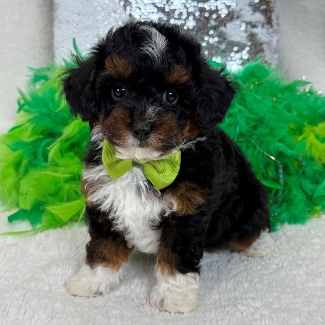 Elsa Green Boy - Bernedoodle Male