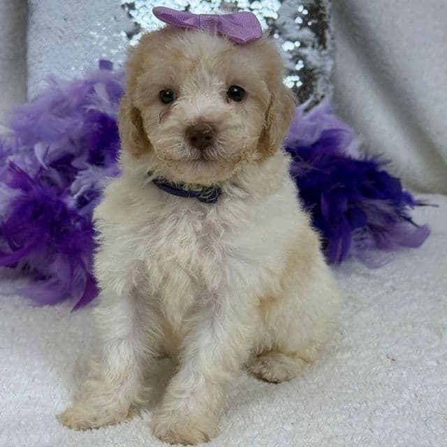 Gracie Purple Girl - Bernedoodle Female