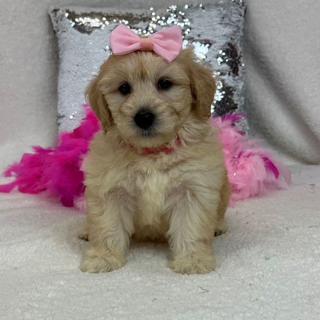 Gracie Pink Girl - Bernedoodle Female