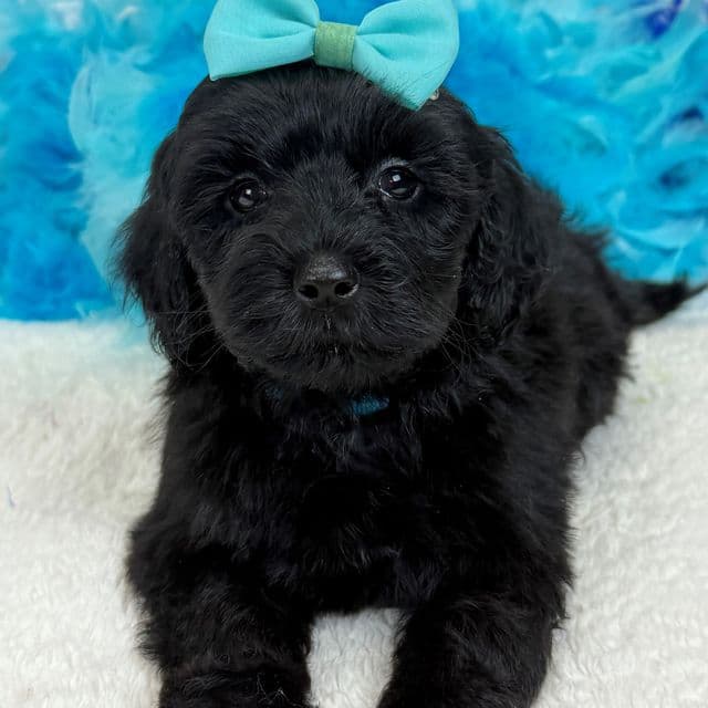 Gracie Turquoise Girl - Bernedoodle Female
