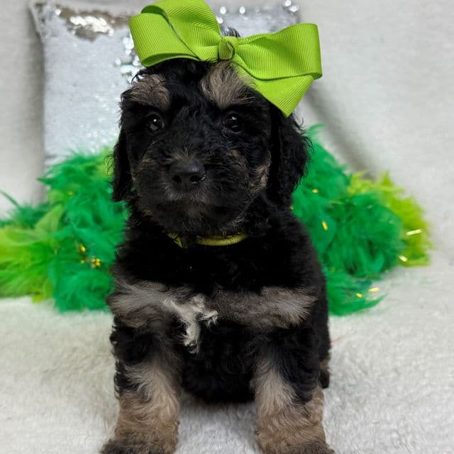 Gracie Green Girl - Bernedoodle Female