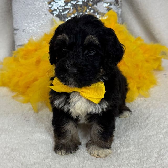 Gracie Yellow Boy - Bernedoodle Male