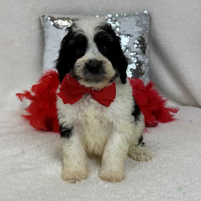 Gracie Red Boy - Bernedoodle Male