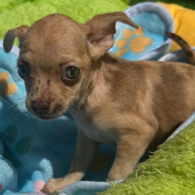 Ozzie - Chihuahua Male