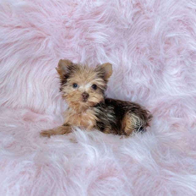 Hazel - Yorkshire Terrier Female