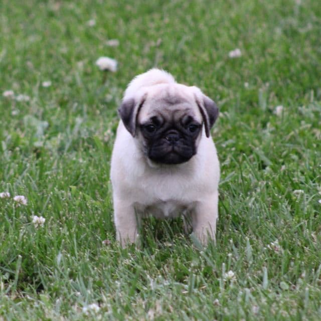 Ellen - Pug Female
