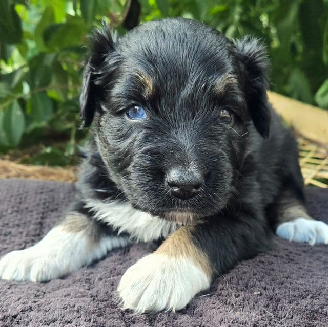 Hallie - Australian Shepherd Female
