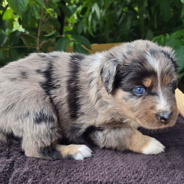 Hazel - Australian Shepherd Female