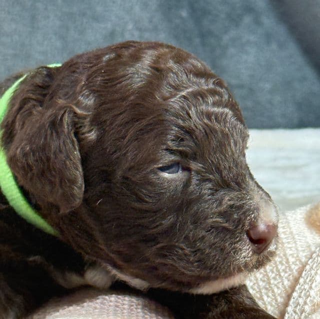 Ammber - Aussiedoodle Female