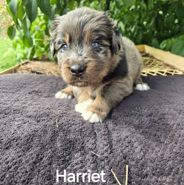 Harriet - Australian Shepherd Female