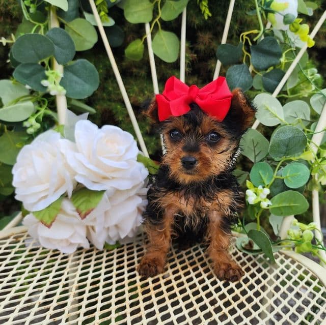 Little Lulu - Yorkshire Terrier Female