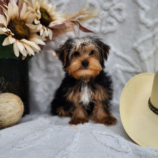 Barron - Yorkshire Terrier Male