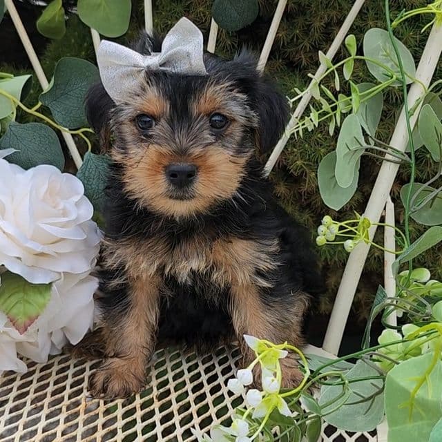 Sadie - Yorkshire Terrier Female
